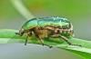 Cetonia aurata aurata